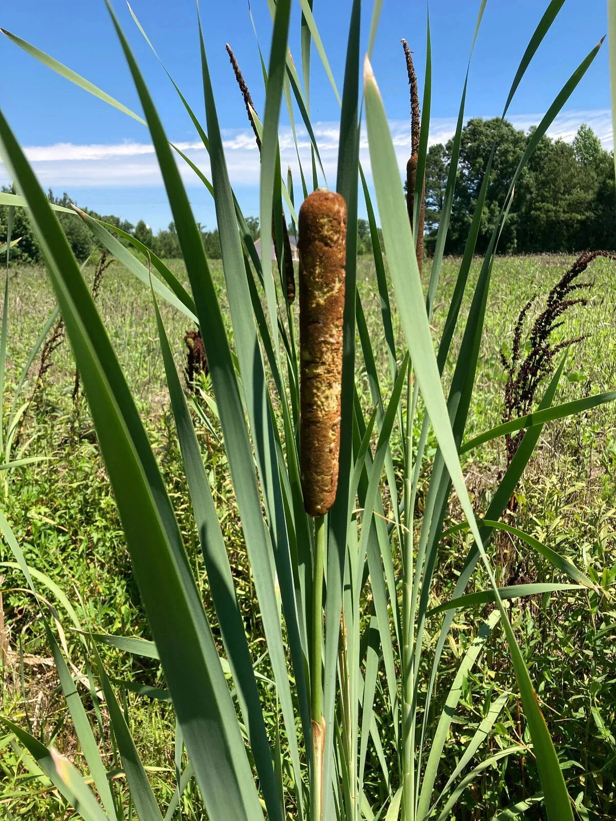 Cattail Plants - 4 Bareroot Live Plants - Typha Angustifolia - Aquatic Water Garden - Young & Healthy