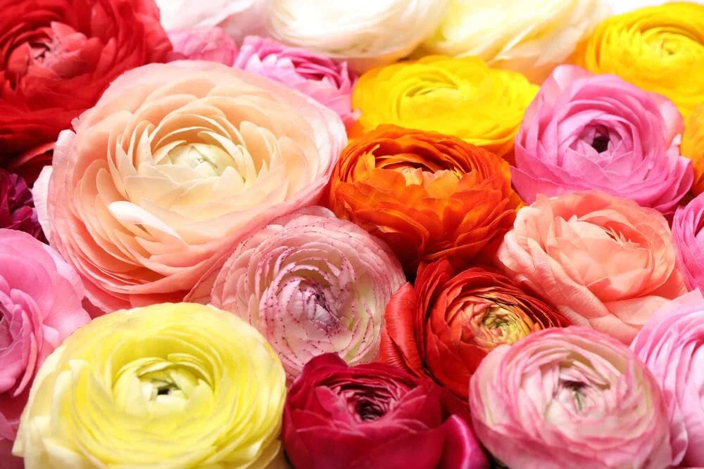 Ranunculus Bulbs Mix Color - Flowering Planting Bulbs - Ships from Iowa, USA - Ideal for Gardens and Bouquets