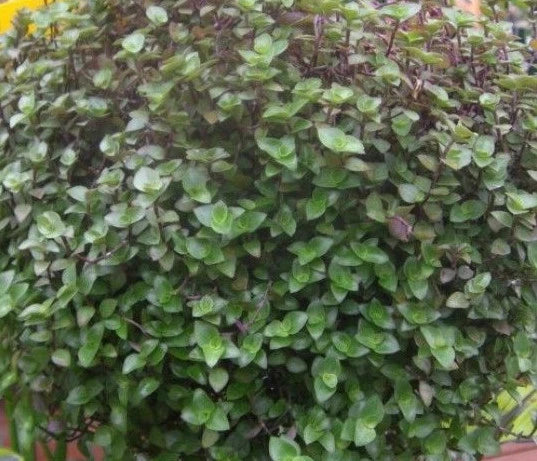 Dwarf Bolivian Wandering Jew Cuttings - 10 Tradescantia Minima Callisia Repens for Indoor Gardening and Plant Decor