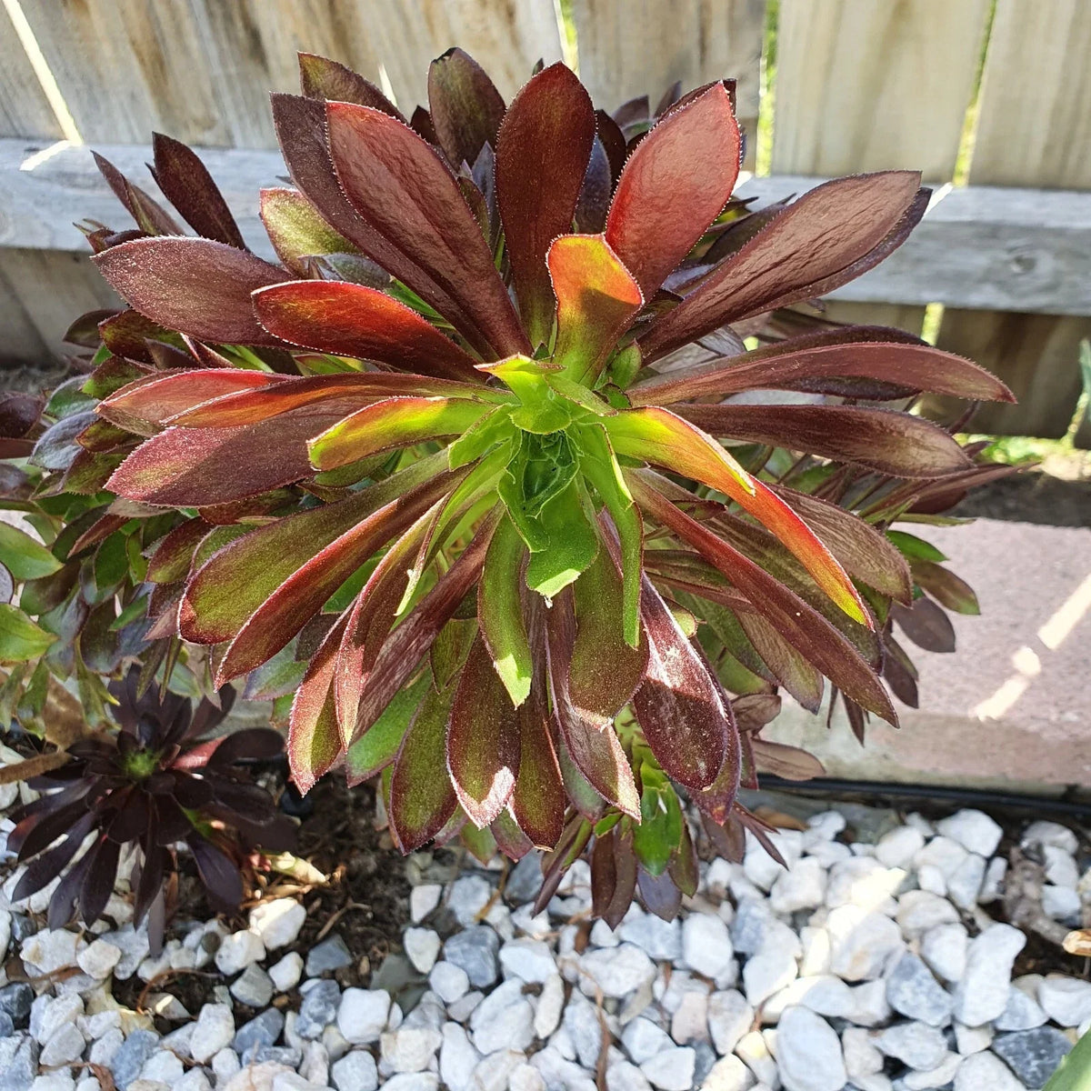 Aeonium Merlot Cuttings - 2" or 4" Pot - Purple and Green Succulents - Ideal for Indoor Gardening, Houseplant Decor