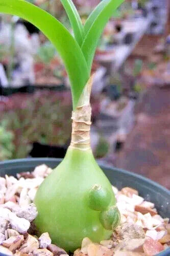 Albucca Bracteata Succulent - 3" Diameter Unusual Plant - Unique Indoor/Outdoor Decor