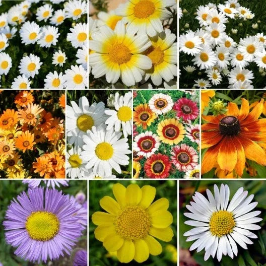 Daisy Wildflower Seed Mix, 10 Species Variety Packet, Colorful Blooms, Free Shipping - Bellis perennis & More