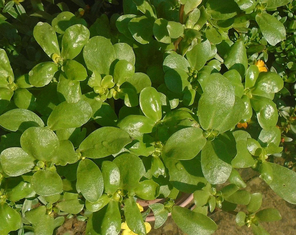 Golden Purslane Seeds - 1000 Count - Portulaca Sativa - High Omega-3 Leafy Vegetable Seeds for Healthy Gardening