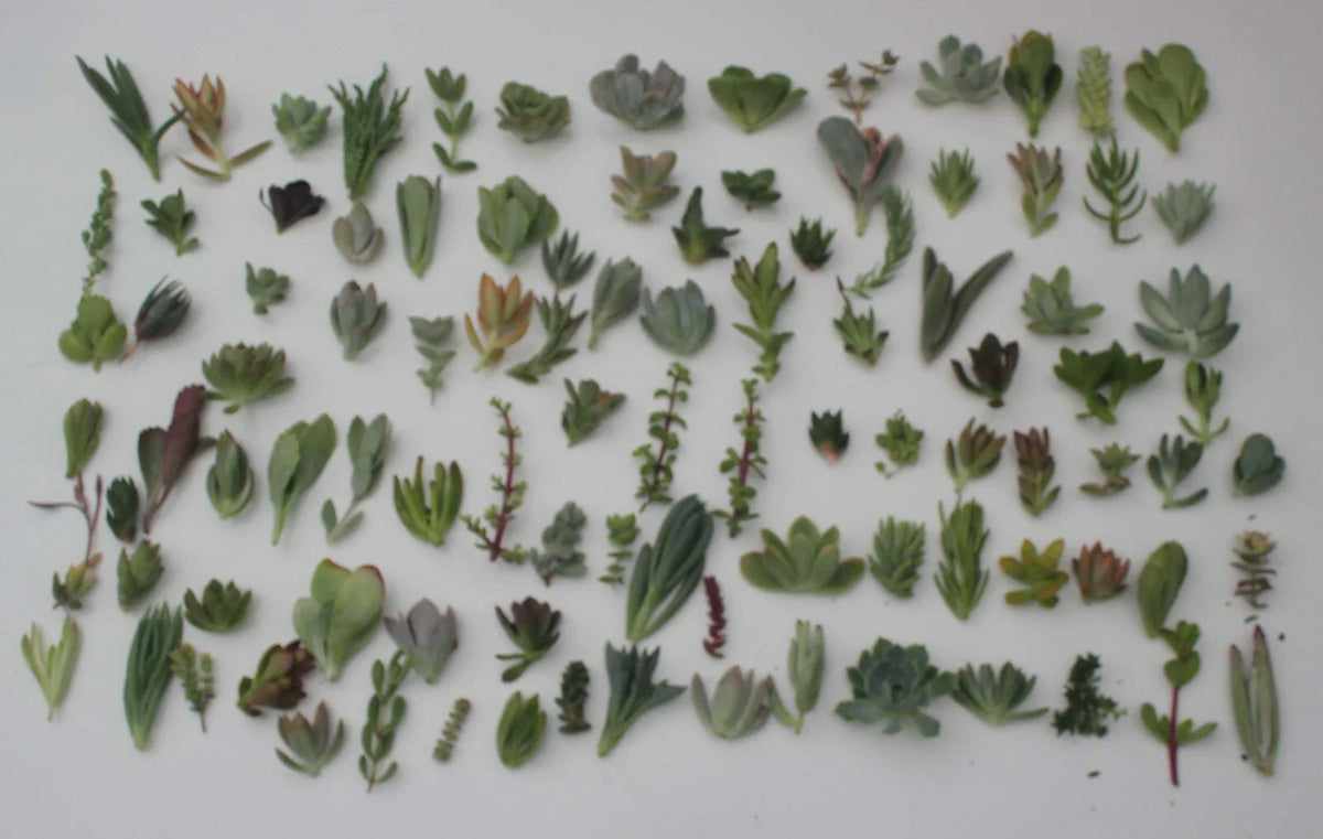 Unique Succulent Cuttings Collection - 30 Varieties - JIIMZ Succulents - Ideal for Gardening and Home Decor