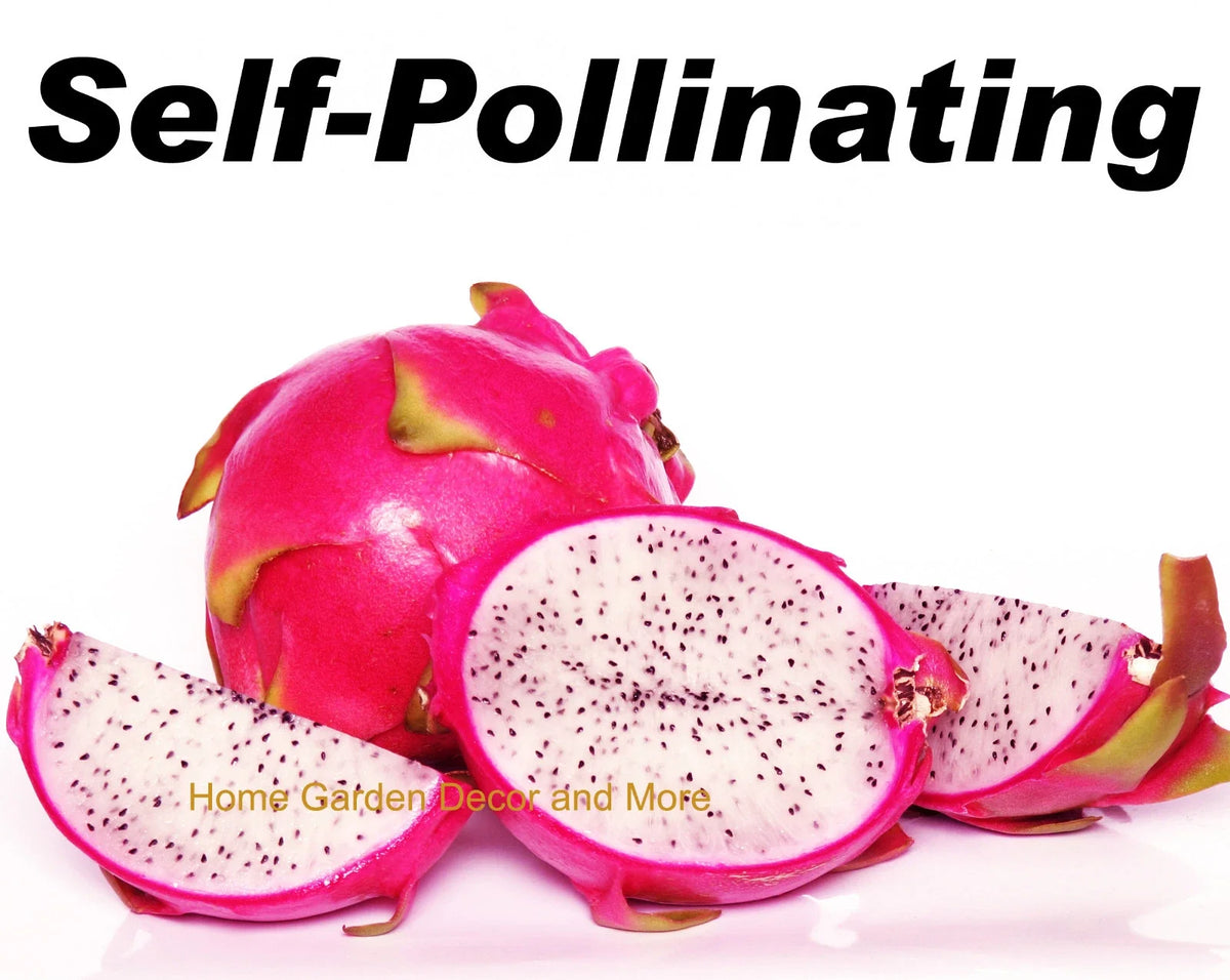 Rooted Plants - 5 Vietnamese Dragon Fruit White Flesh Pitaya - Self Pollinating - Hylocereus undatus