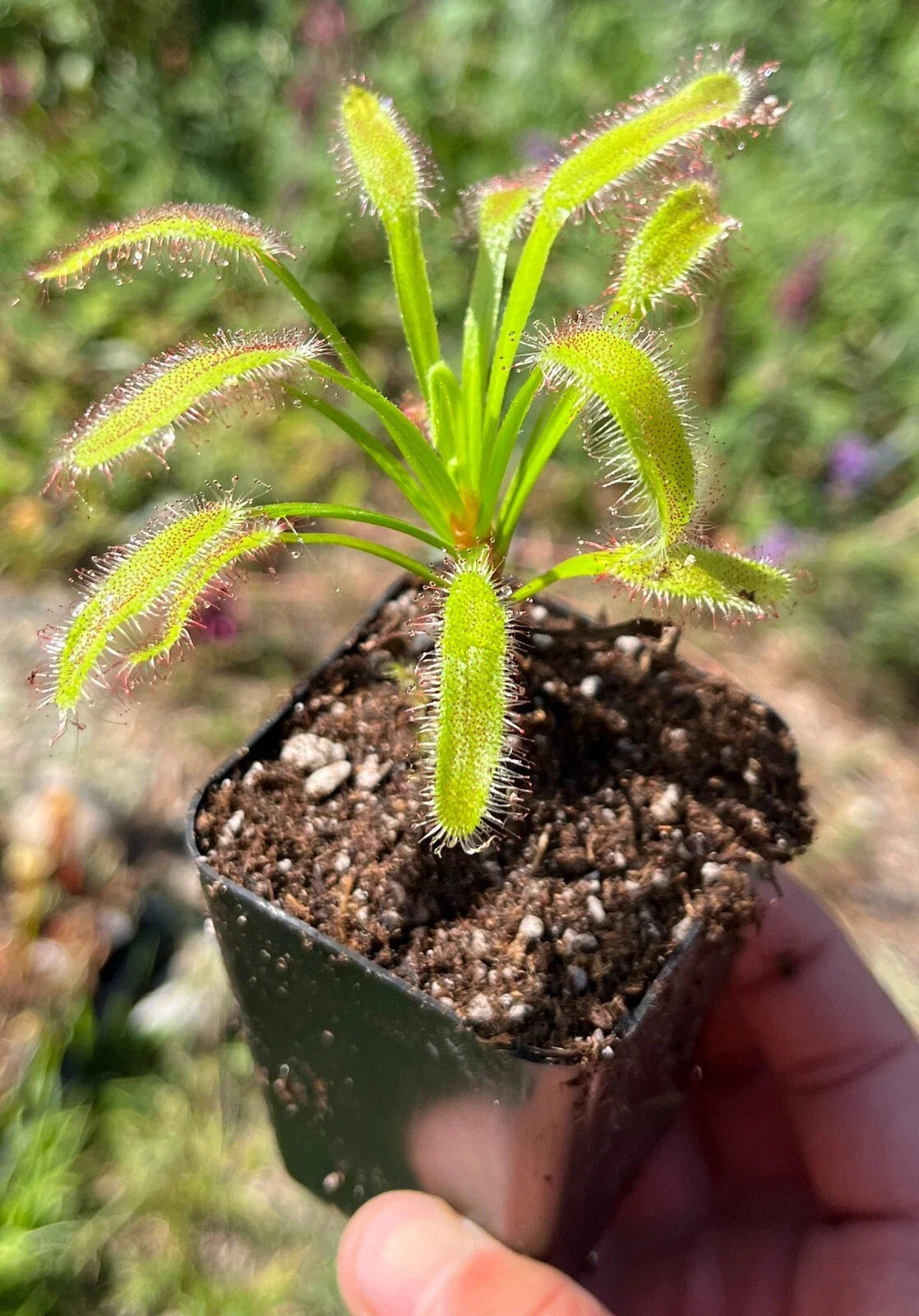 Drosera x Hercules Plant - Easy to Grow Potted Sundew - Carnivorous Plant for Home Garden - Dionaea Muscipula