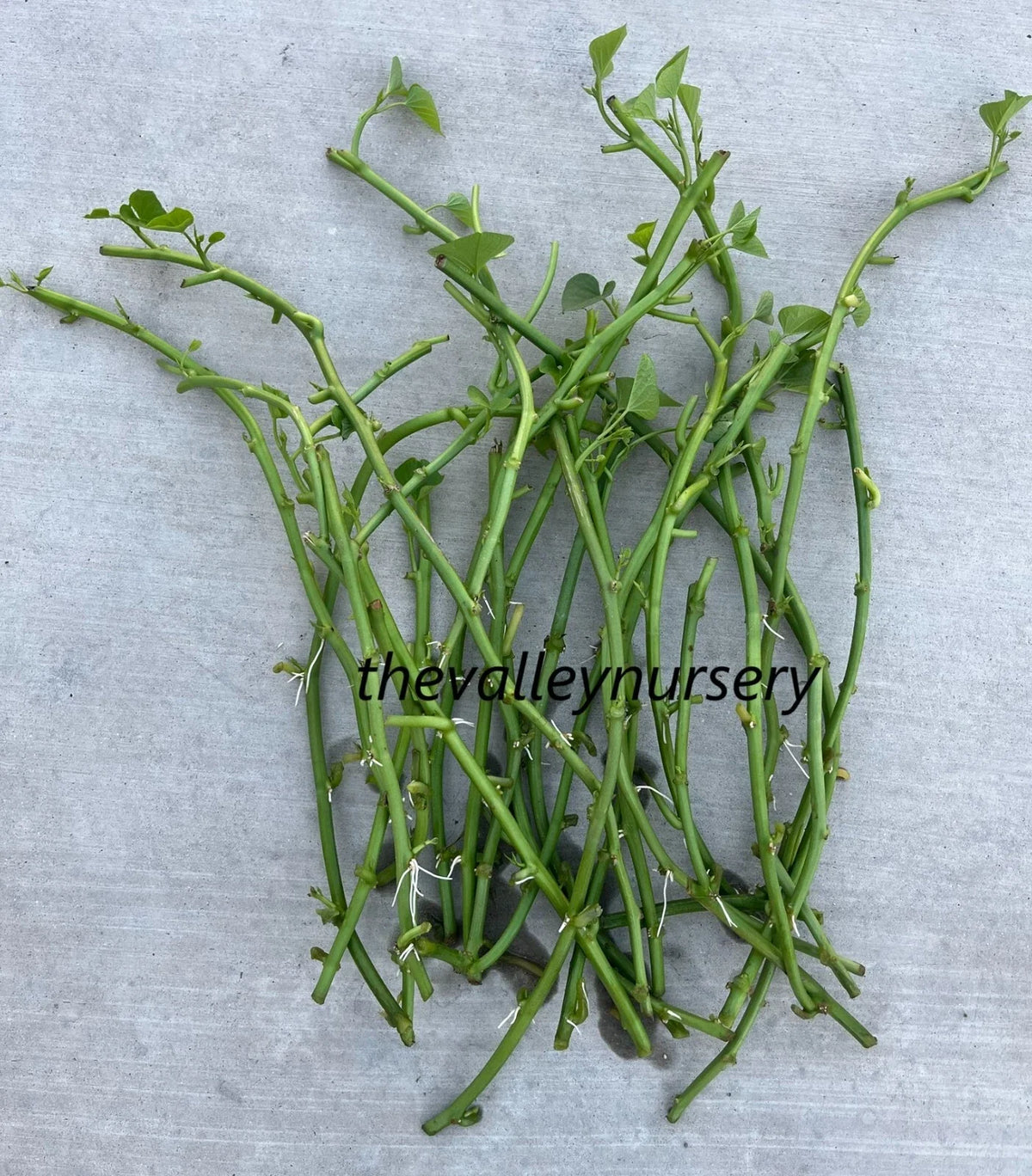 Sweet Potato Slips - 10 Fresh Rooted Cutting Vines - Ipomoea batatas