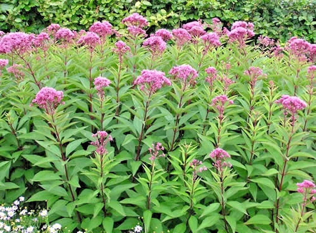 Joe Pye Weed Seeds - 200+ Count - Native Wildflower - Vanilla Bloom - Perfect for Summer Gardens - Eupatorium purpureum