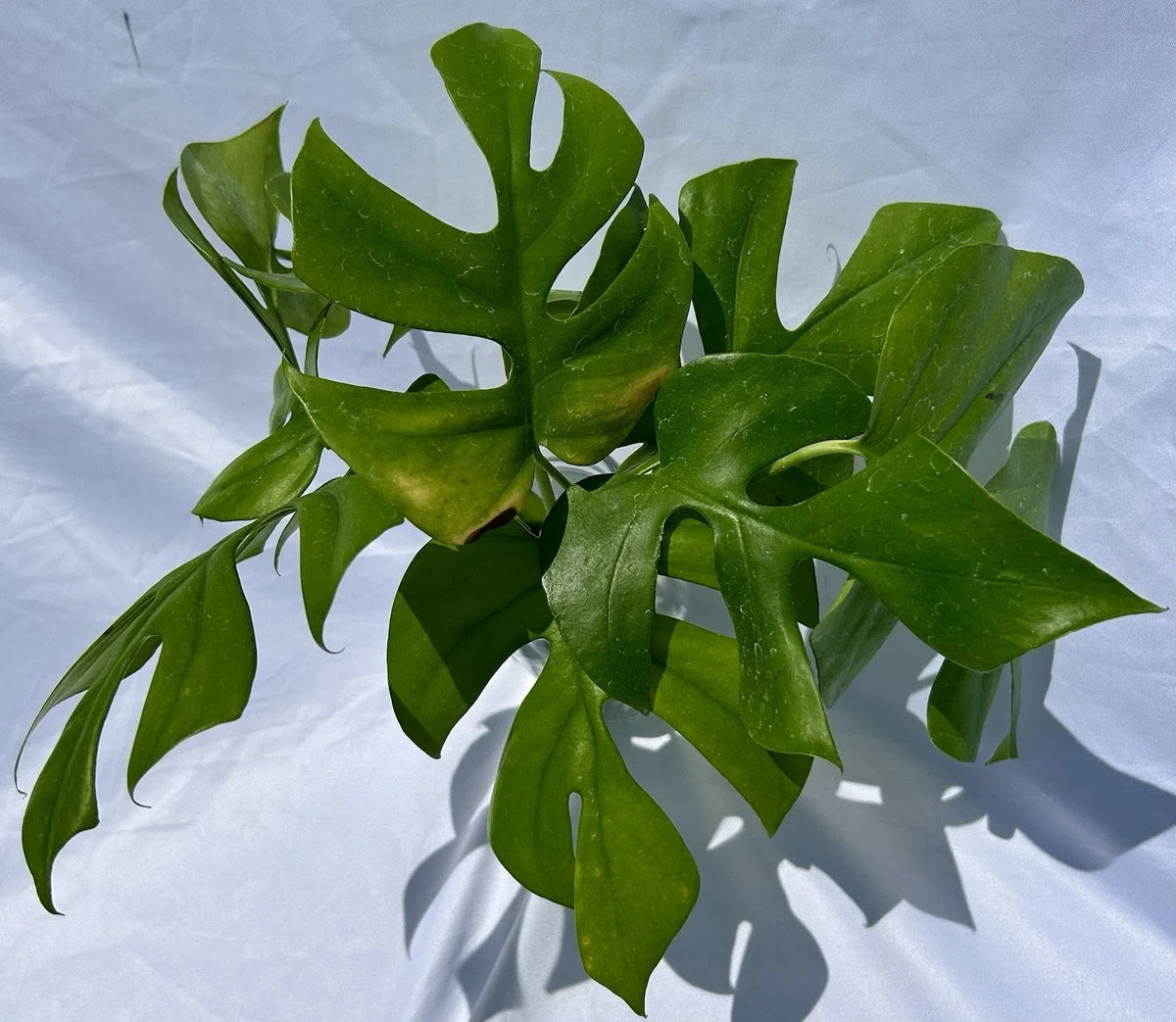 Rooted Rhaphidophora Tetrasperma Cuttings - Mini Monstera Live Plant - Tropical Indoor Plant