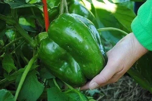 Giant Keystone Sweet Heirloom Tomatoes Seeds - Organic Non-GMO - 50+ Fresh Seeds for Home Gardening