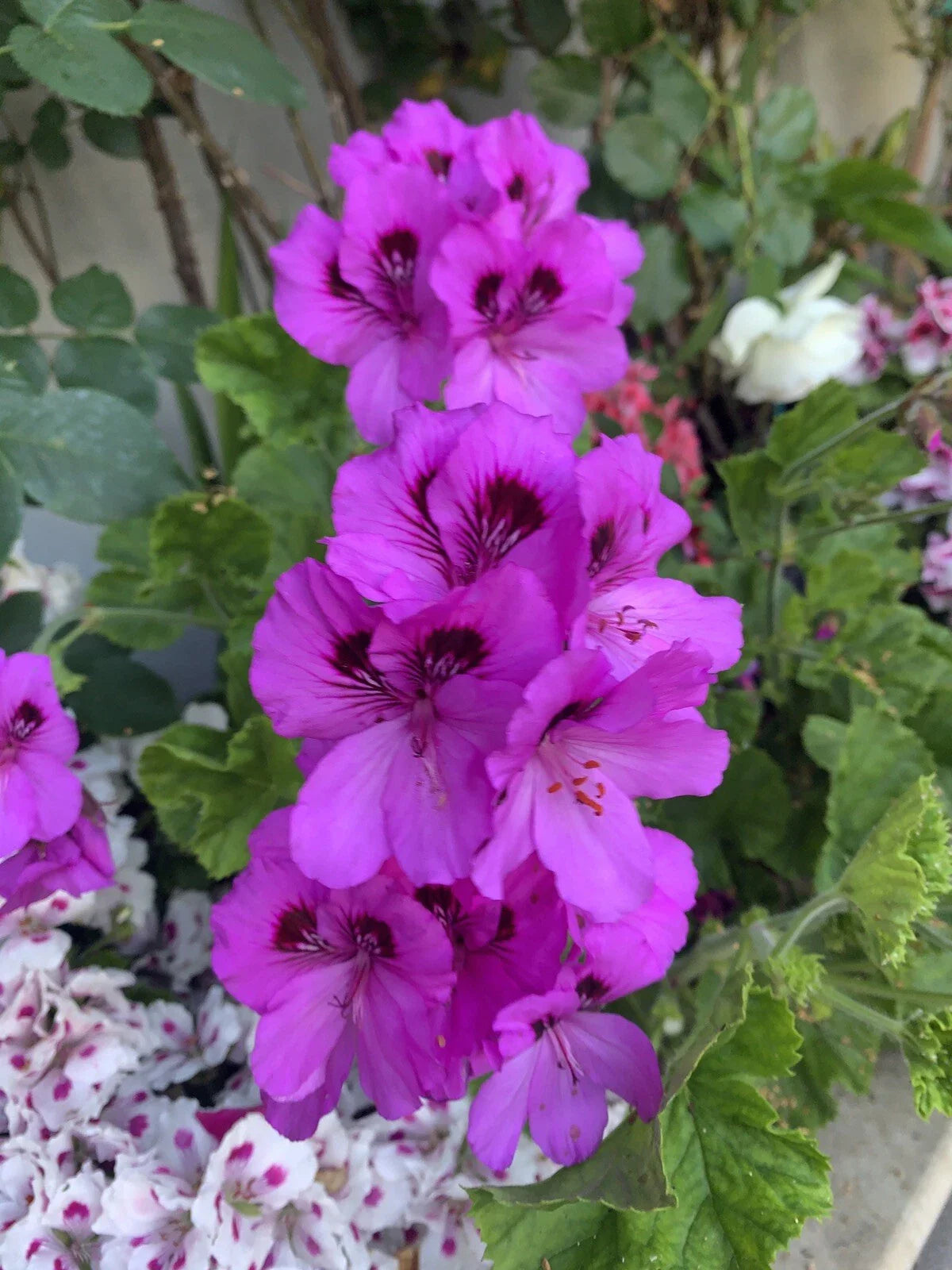 Live Lavender Geranium Plant in 3” Pot, Pelargonium, Beautiful Indoor/Outdoor Flowering Houseplant