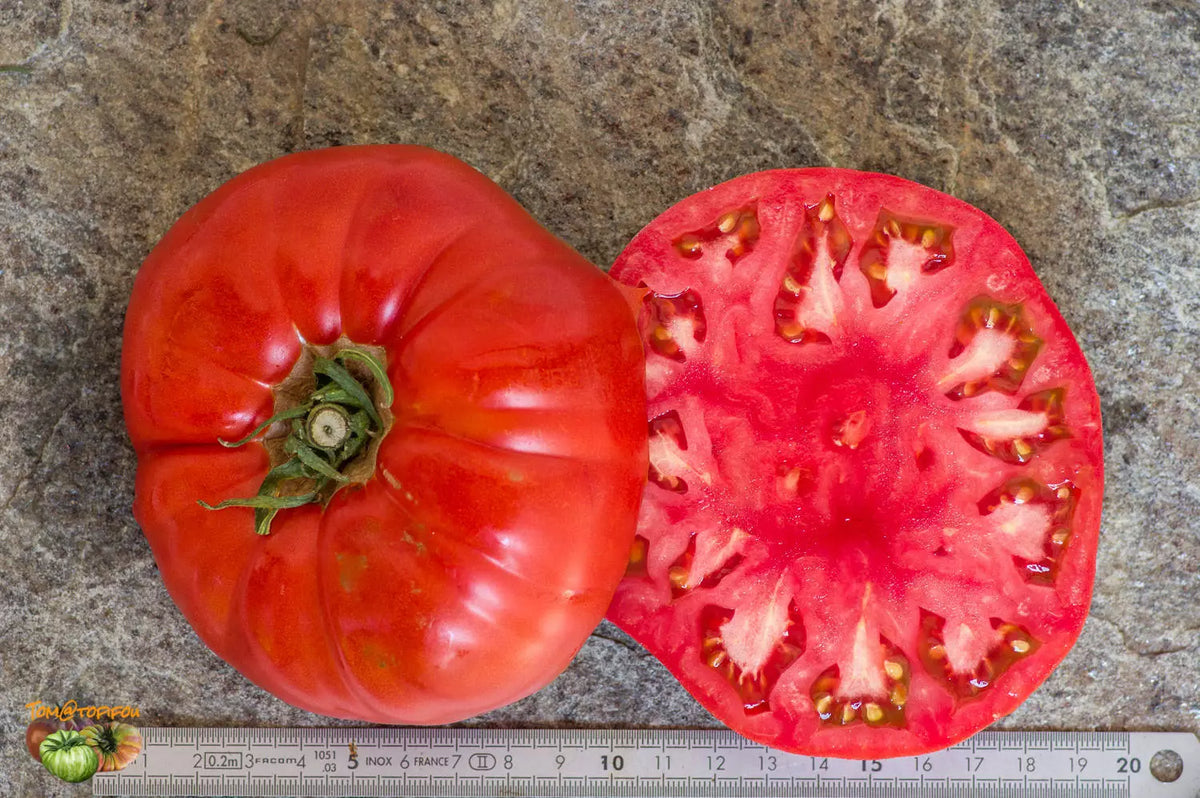 Tomato Seeds 1000 Count Boxcar Willie Reddish-Orange Slicer Heirloom Variety (Solanum lycopersicum)