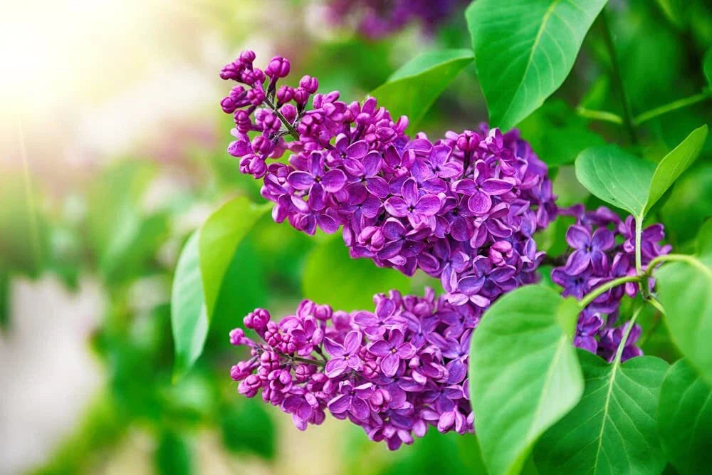 Purple Lilac Seeds - 50 Seeds - Stunning Purple Flowers - Syringa vulgaris for Planting