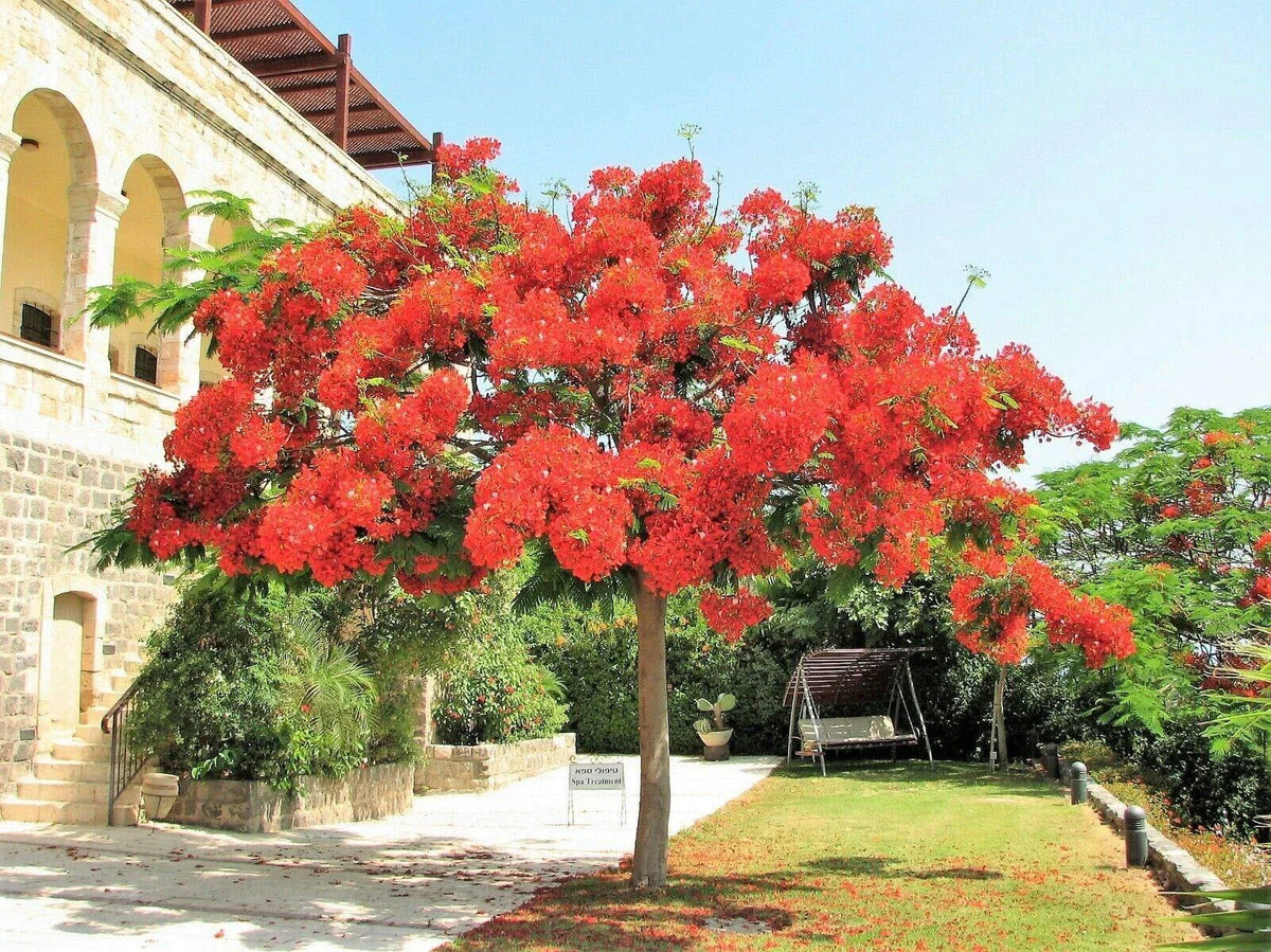 Royal Poinciana Tree 1 Gallon Red Flame Delonix Regia Flamboyant Flower Plant