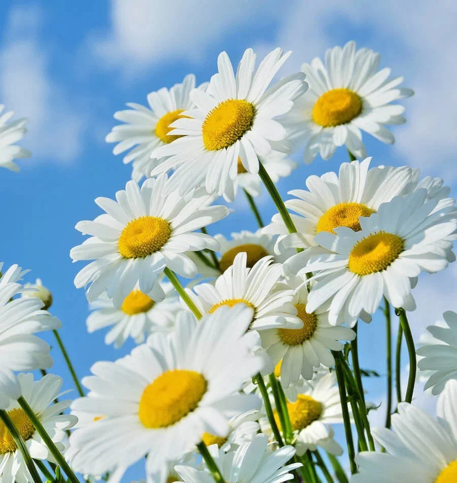 Shasta Daisy Seeds - 501+ Count - Native Wildflower for Summer Garden - Easy to Grow Container Plant (Leucanthemum x superbum)