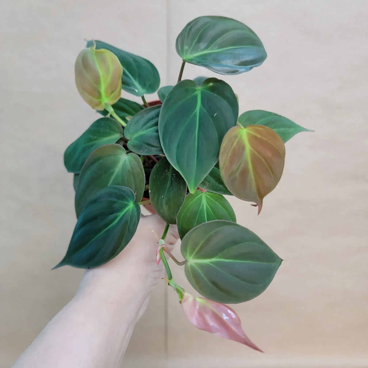 Philodendron Micans 4" Potted Plant - Velvet Green Heart Leaves, Indoor Houseplant, Philodendron micans