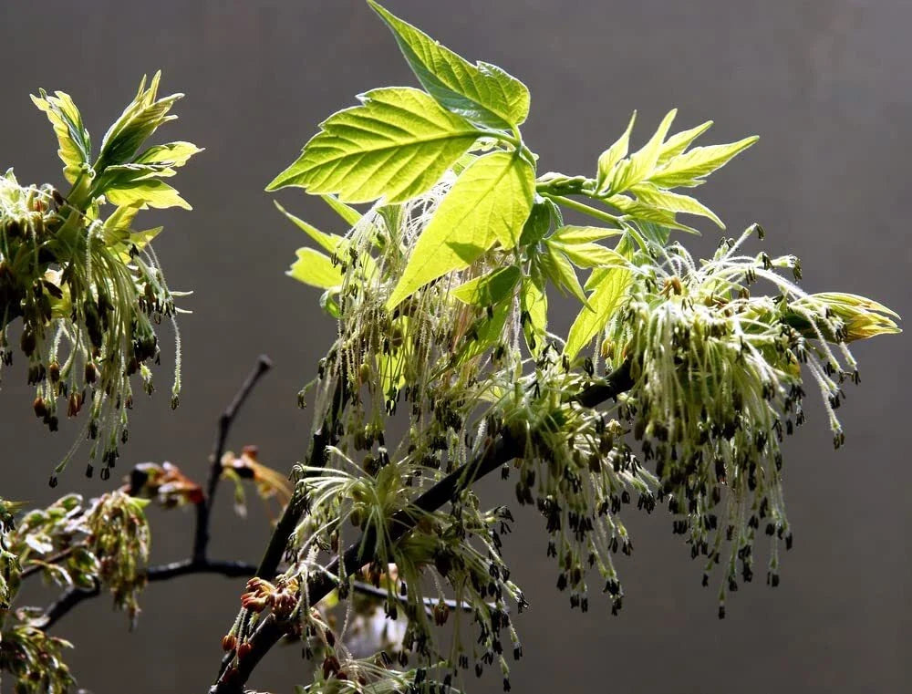 Boxelder Maple Tree Seeds - 30 Seeds - Acer negundo - Native Tree Seeds for Planting - Ships from Iowa