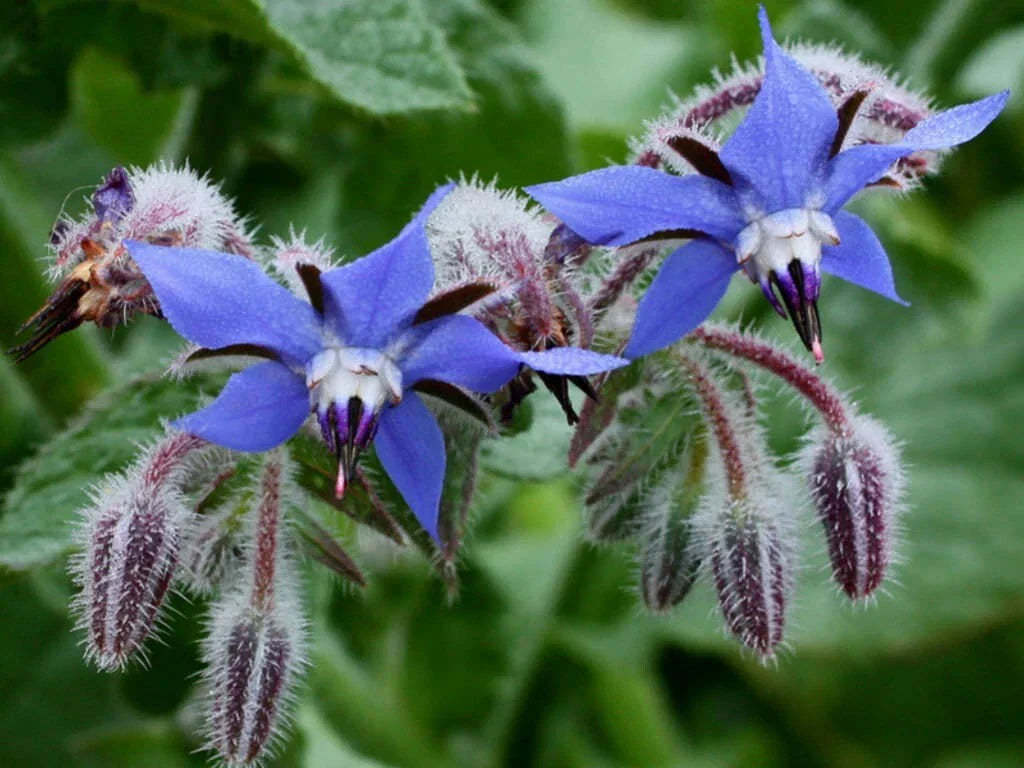 Borage Herb Seeds - 100+ Heirloom Non-GMO Pest Repellent Seeds - Borago officinalis