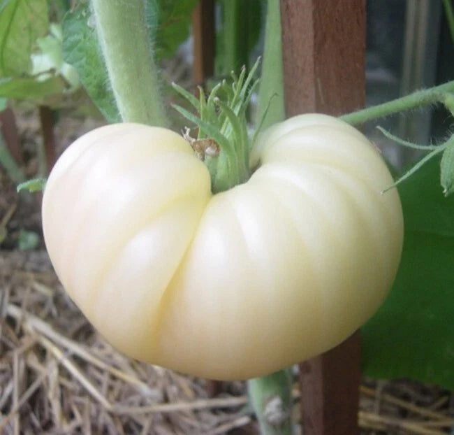 Great White Tomato Seeds - 120+ Heirloom Organic NON-GMO Beefsteak Variety - Rare Heirloom Gardening Seeds