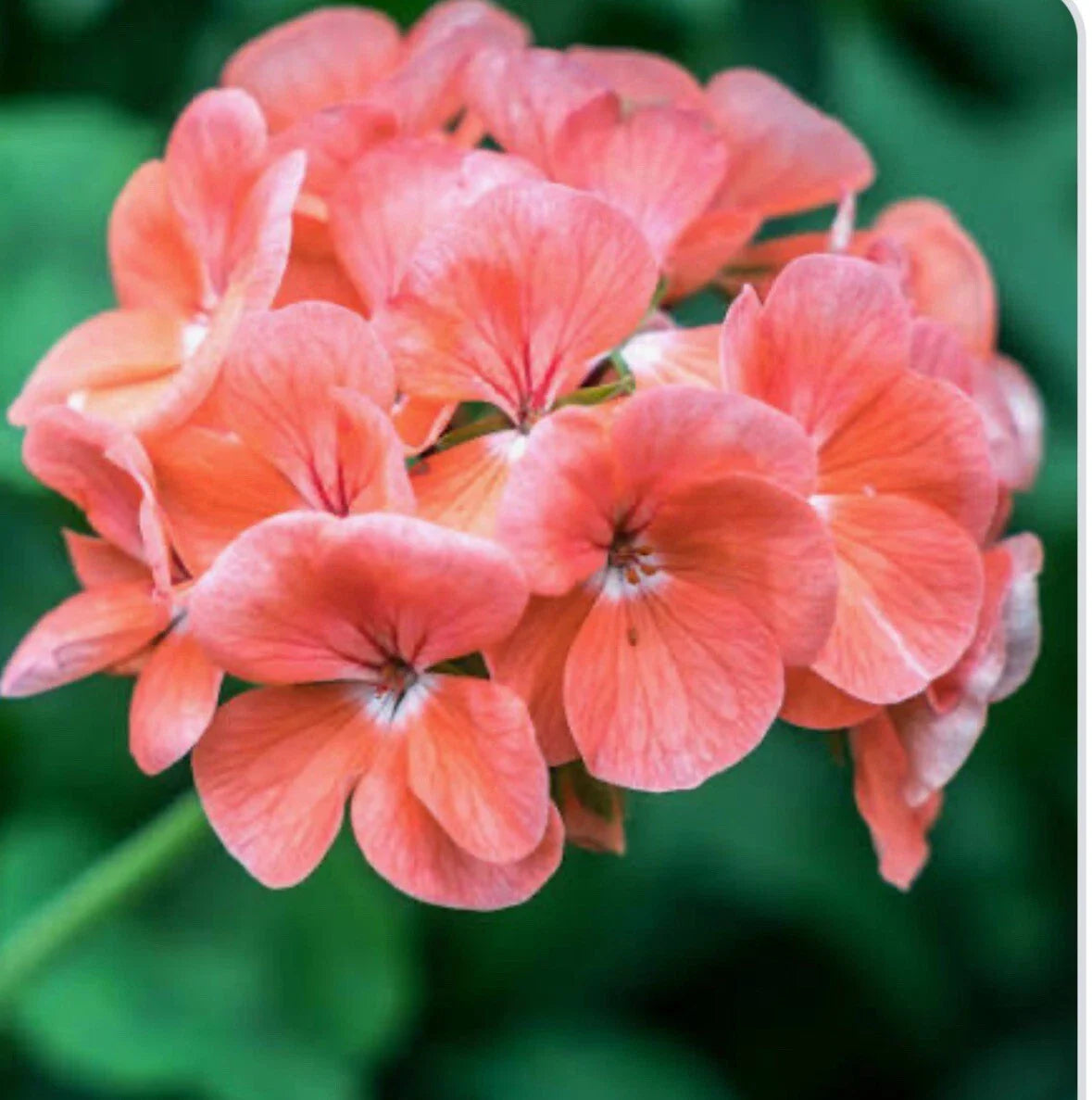Coral Zonal Geranium Stem Cuttings β 10 Pelargonium Cuttings for Rooting β Ideal for Gardening Enthusiasts π±