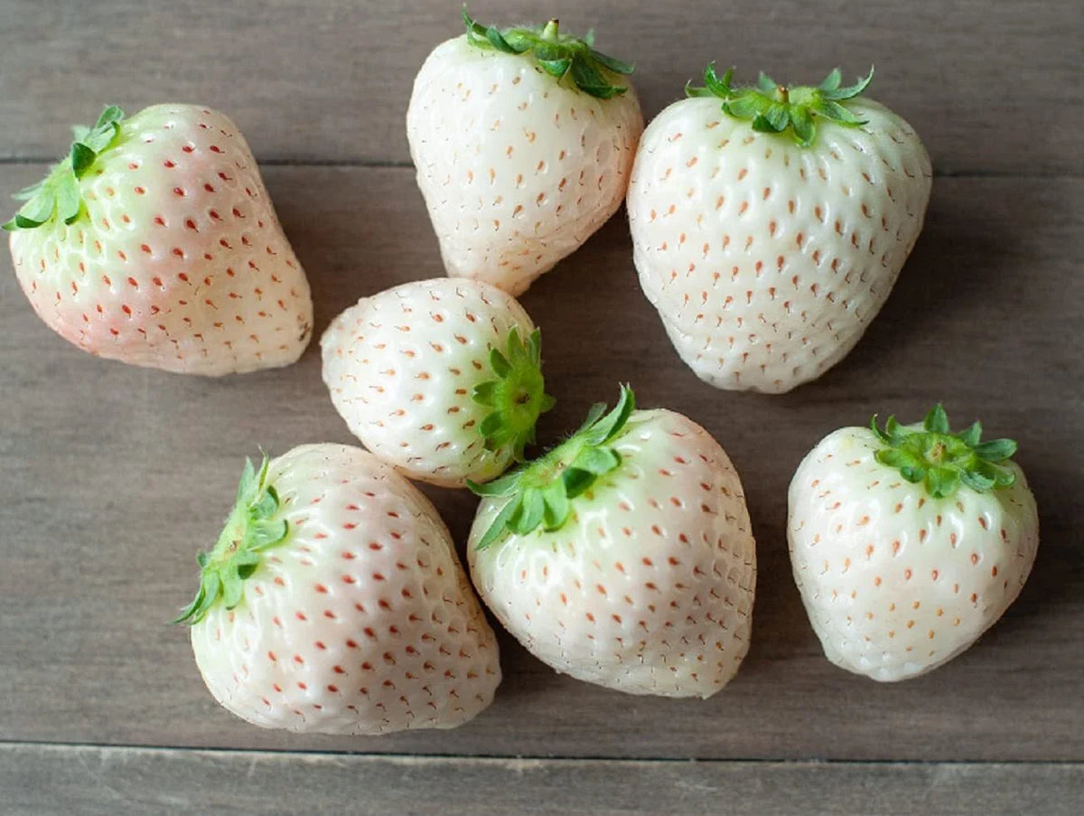 White Strawberry Seeds - 500+ Pineberry Seeds - Unique White Fruit - Made in USA, Ships Fast