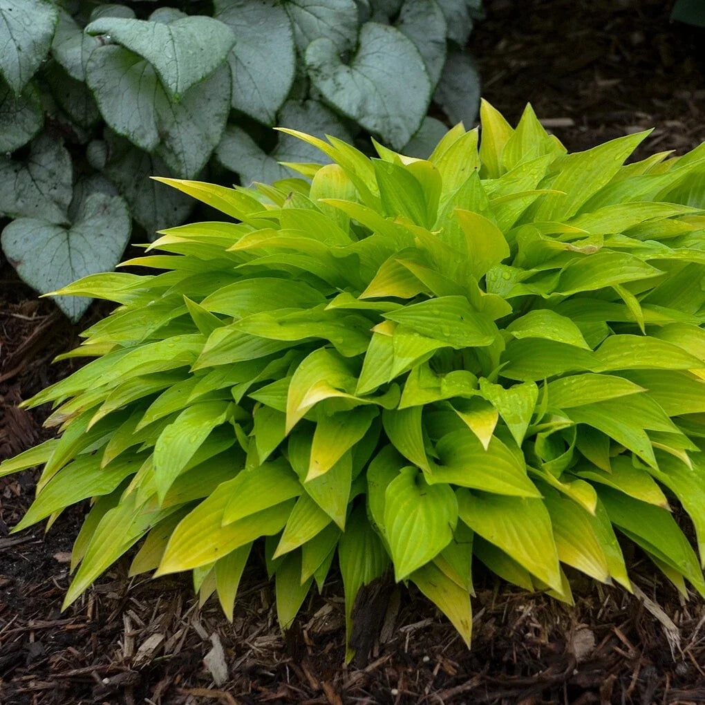 Hosta Munchkin Fire Plant in 5.25" Pot, Well Rooted Miniature Perennial for Shade, Unique Foliage