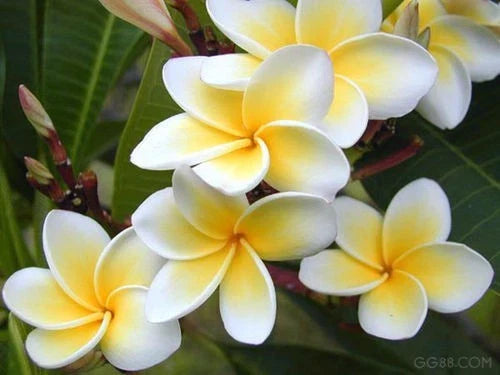 Rooted Plumeria Plant - Celadine Variety - Tropical Flowering Plant (Plumeria spp.)