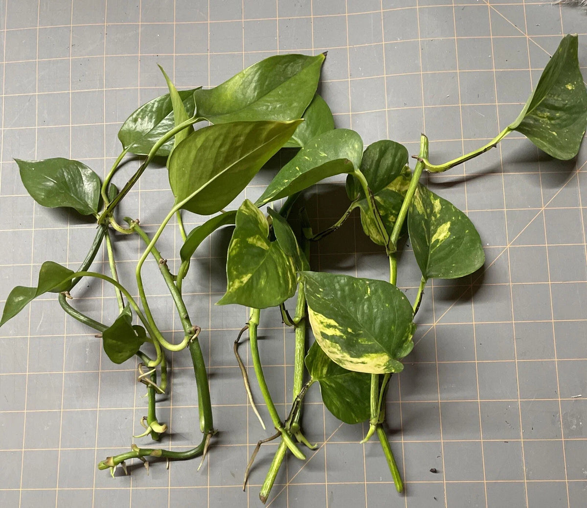 Golden Pothos Plant Rooted Cuttings - Epipremnum aureum - 5 Healthy Vining Plants for Easy Indoor Gardening