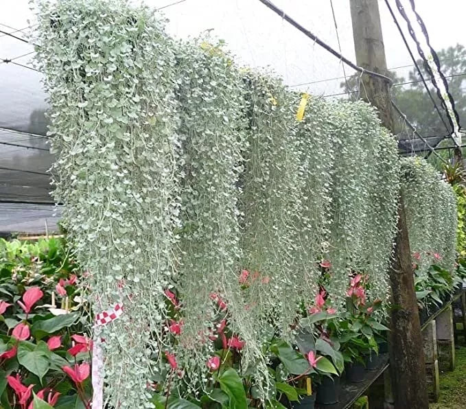 Silver Falls Dichondra Seeds for Planting - 10 Seeds - Stunning Weeping Plant, Dichondra argentea