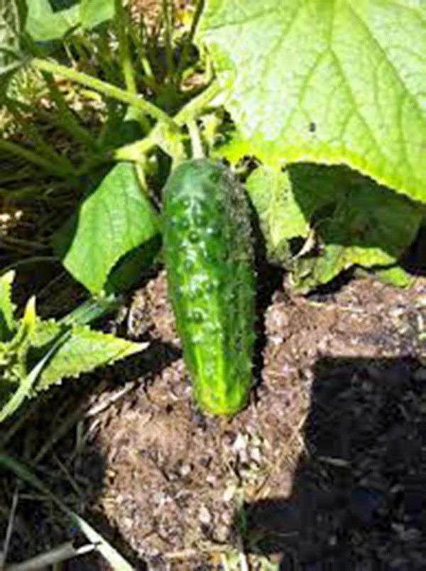 Cucumber Seeds 500 Count, Boston Pickling Heirloom, Non-GMO, Perfect for Pickling, Cucumis sativus