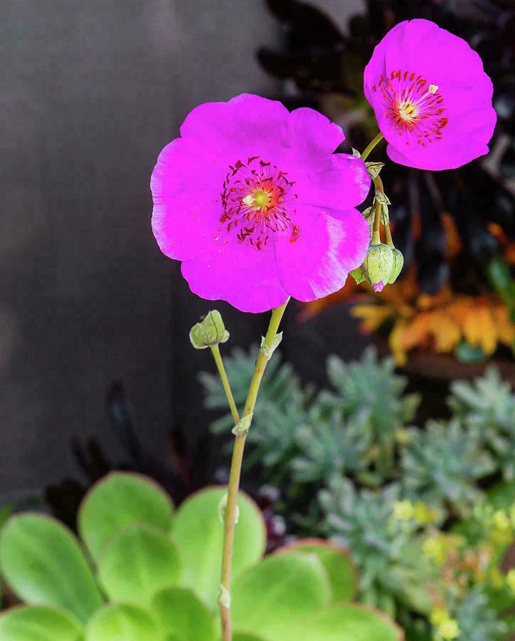 CALANDRINIA SPECTABILIS - Rock Purslane - 5" Unrooted Cuttings - 3 Pack