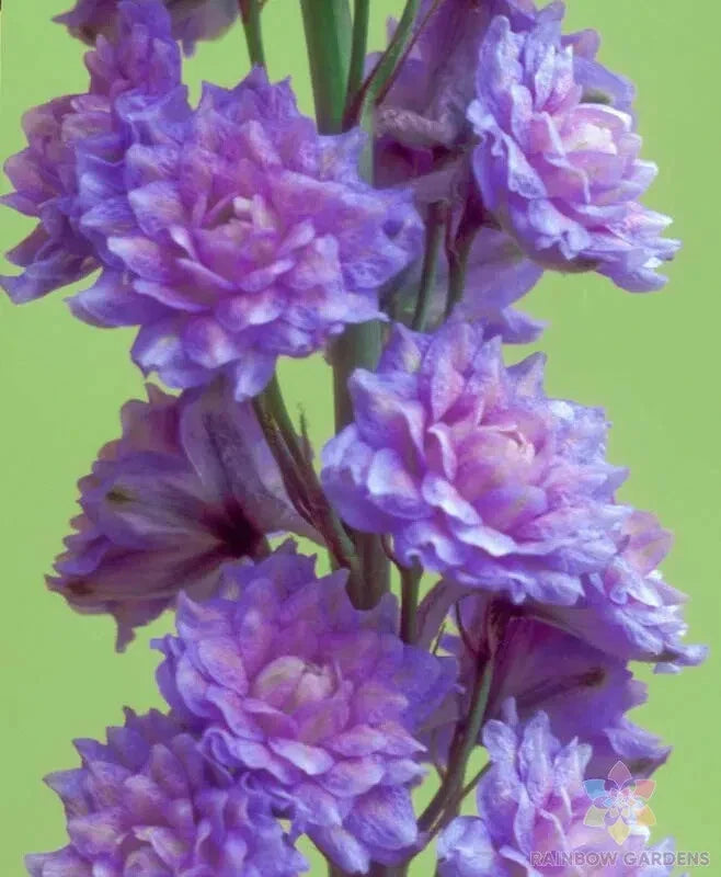 Highlander Blueberry Pie Delphinium Seeds 200+ Pack - Garden Flower Seeds for USA - Delphinium elatum