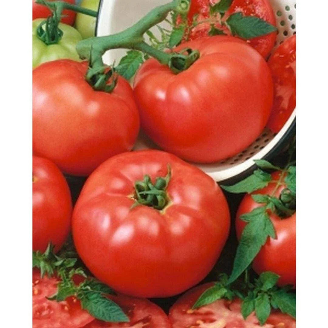 Tomato Seeds 1000 Count Brandymaster F1 Hybrid Beefsteak Firm Juicy 10-16 oz Rich Flavor (Solanum lycopersicum)
