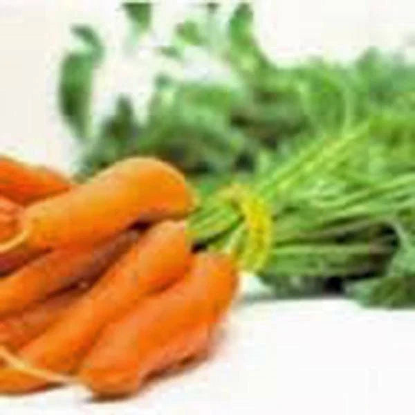 Carrot Seeds, Little Finger Variety, Non-GMO, 1000+ Seeds, Daucus carota