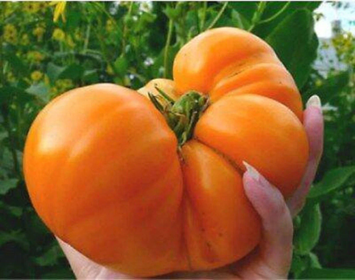 Amana Orange Tomato Seeds - 120+ Heirloom Organic Non-GMO - Rare Variety - Solanum lycopersicum
