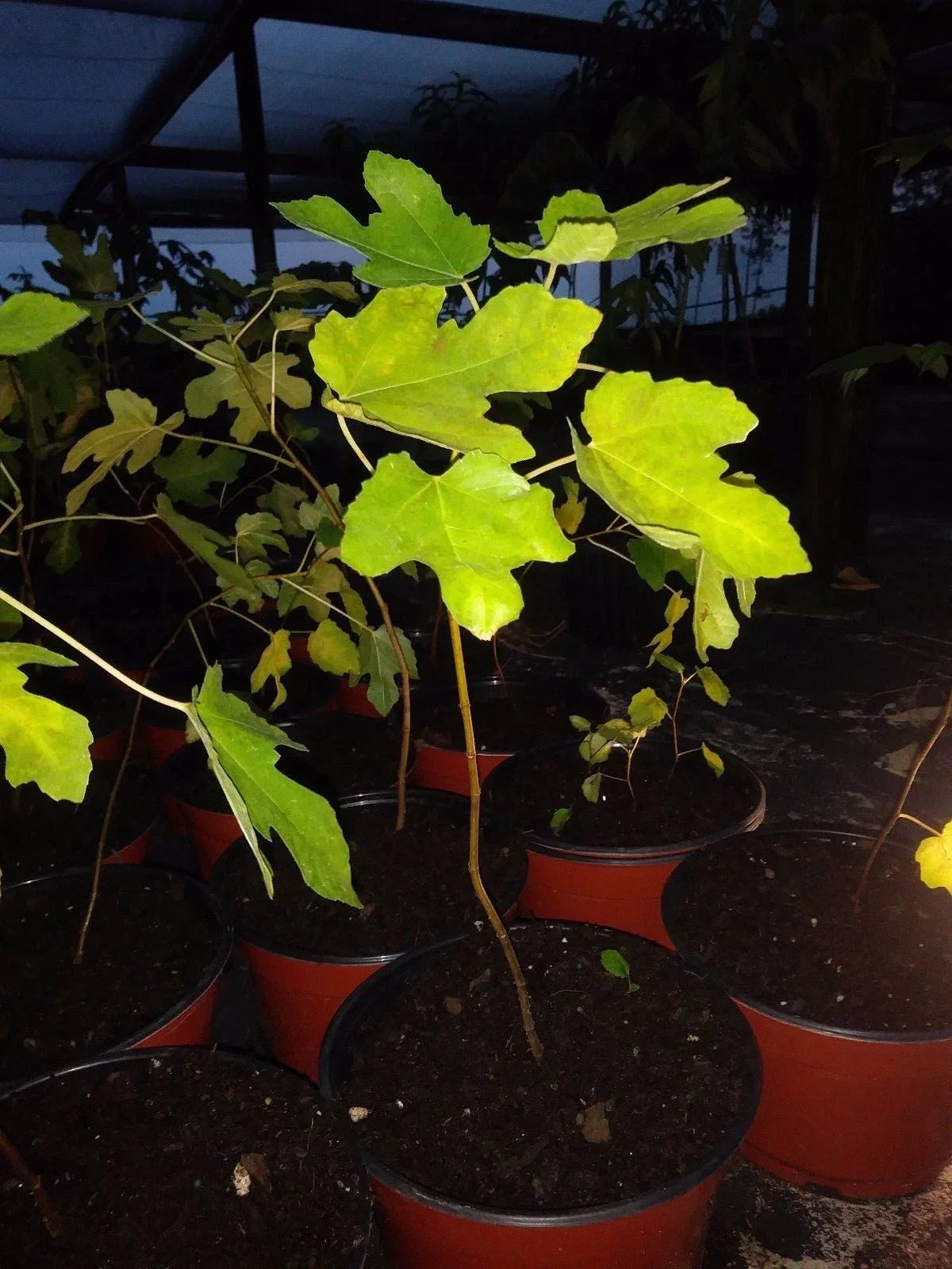 Ficus Latarula Fig Tree Plant - Cold Hardy, Edible, Non-GMO, Pesticide-Free, True to Picture - Ideal for Home Garden