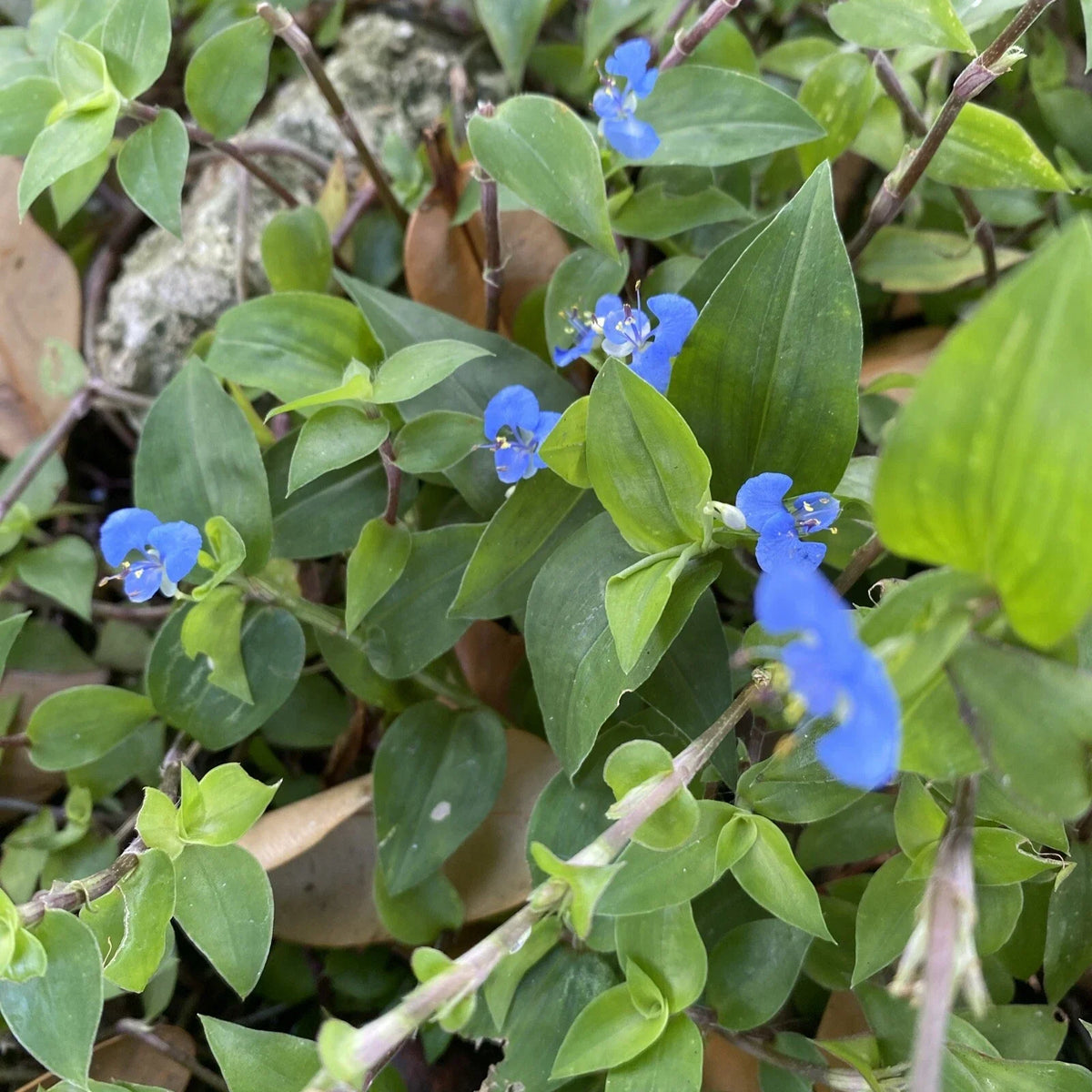 Commelina Diffusa Cuttings - 15 Pieces, 7 Inches - No Soil - Tropical Ground Cover Plant