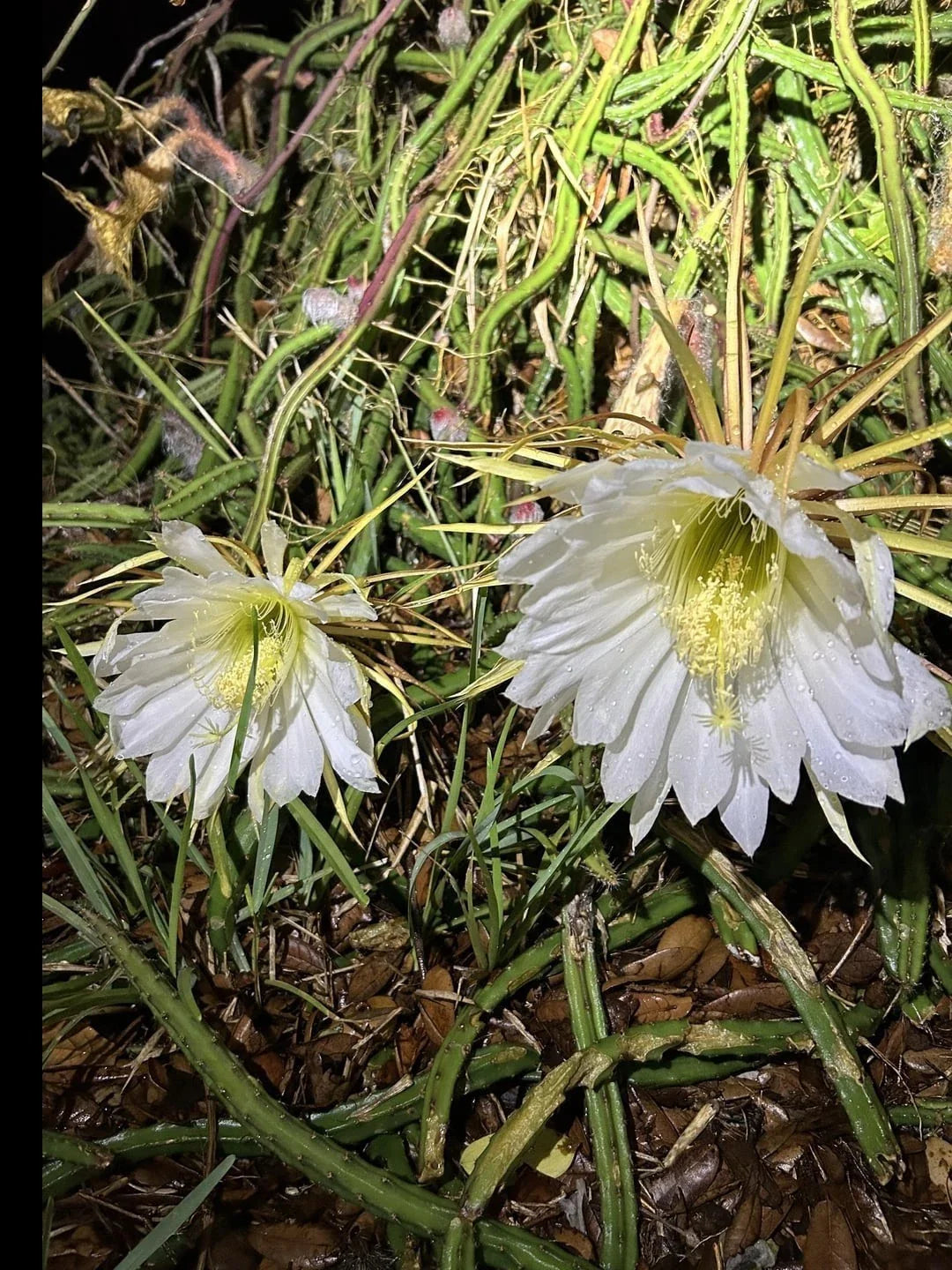 Queen of the Night Cactus Plant - Rooted Selenicereus grandiflorus - Easy Care Blooming Cactus for Gifts