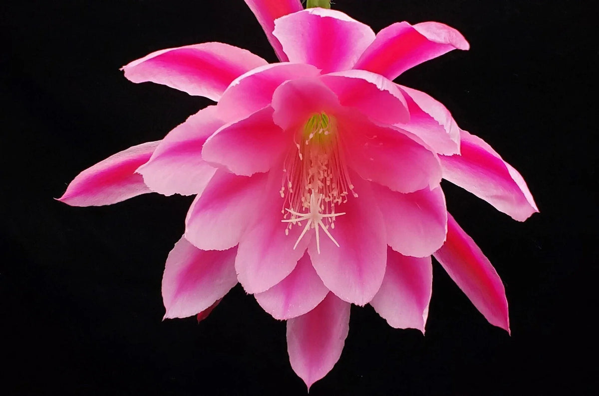 Epiphyllum 'Grand Baroque' Rooted Cutting - Rare Orchid Cactus, Colorful Succulent Plant, Unique Houseplant