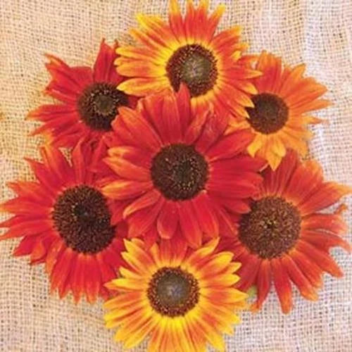 Sunflower Seeds for Planting | 25+ Seeds | Evening Sunset Blend | Orange Yellow | Helianthus annuus
