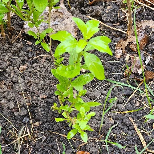 Goji Berry Plants - 10 Rooted Cuttings - Lycium Barbarum - Organic Superfood Garden Plants