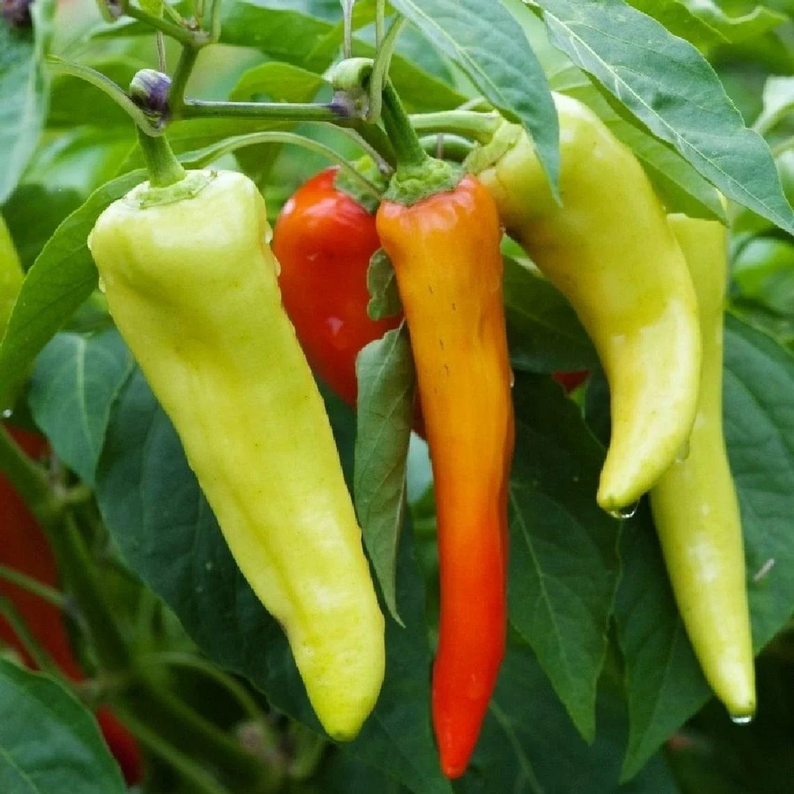 Sweet Banana Pepper Seeds | Non-GMO Garden Seeds | Capsicum annuum | USA Grown, Free Shipping