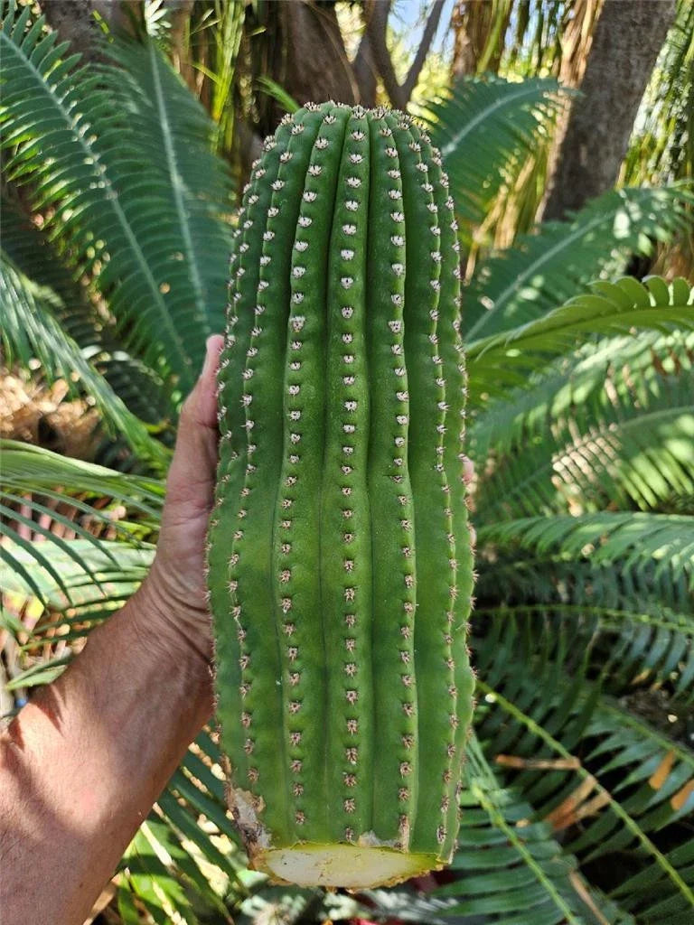 Echinopsis Hybrid Riverside Cutting - Large Unrooted 12x4 Inch Succulent Plant - Perfect for Cacti Lovers