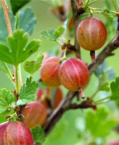 Dormant Jahns Prairie Gooseberry Live Starter Plant, Edible Shrub, Self-Pollinating, Hardy Zones 3-8, Reddish Pink Berries
