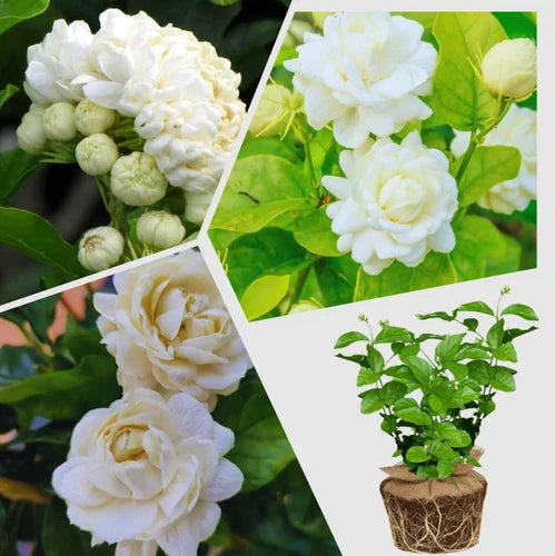 Jasmine Starter Plant 4-6" Duke of Tuscany Jasmine Flower Plant (Jasminum) - Well-Rooted, No Pot for Easy Shipping