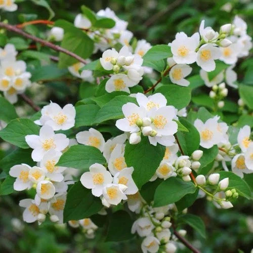Mock Orange Shrubs 2ft Tall Live Plants - Philadelphus lewisii - Fragrant White Flowers - Hardy Zones 3-8 - Ready to Plant