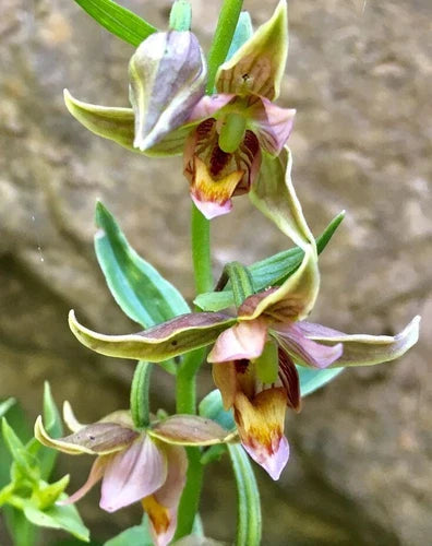 Adam & Eve Orchid Plant - Bare-Root Aplectrum hyemale - Unique Pleated Leaves - Native to Eastern U.S. & Canada