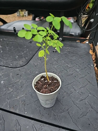 Moringa Live Plant 8" Starter - Moringa oleifera - Tree of Life for Food Forest - No Shipping to TX CA AZ LA