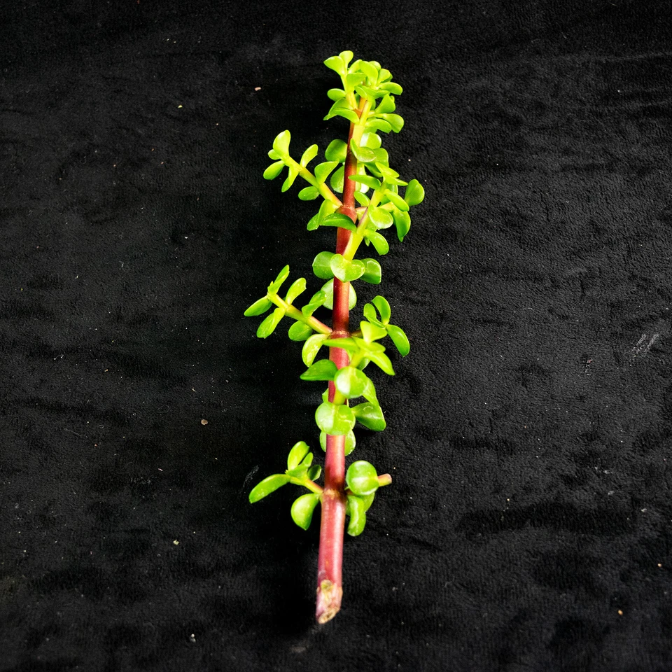 Portulacaria Afra Elephant Bush Succulent Cuttings Set of 30, Live Drought Tolerant Plant Cuttings for Propagation