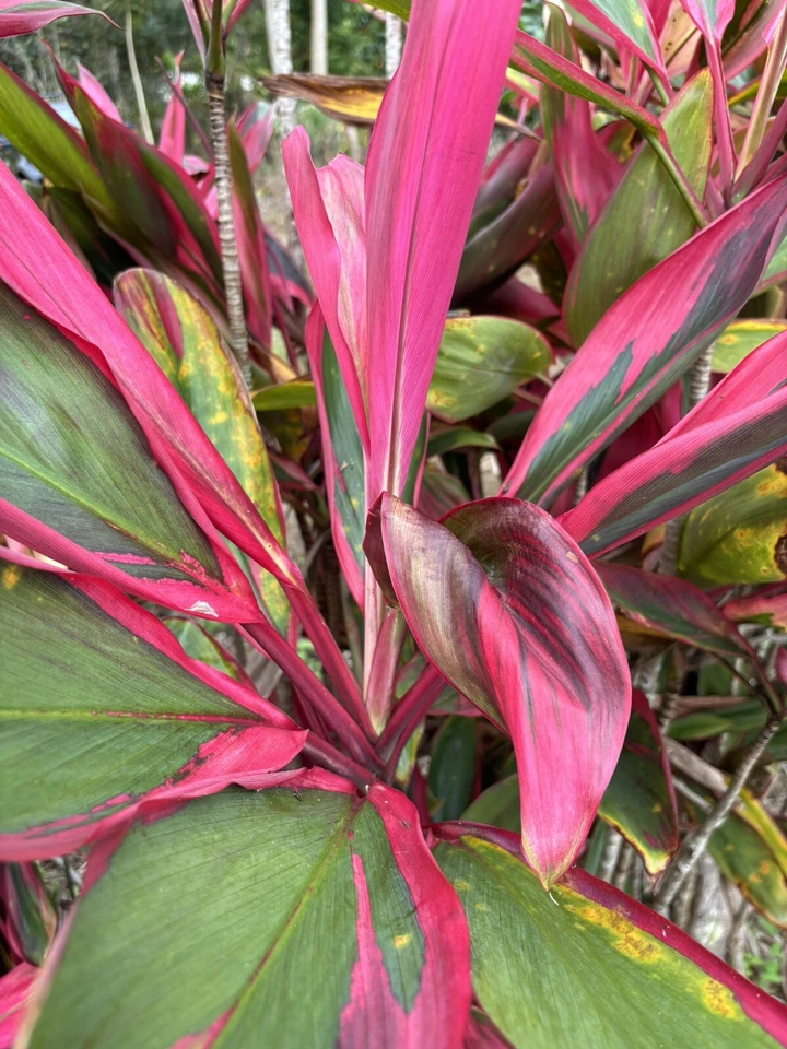 Hawaiian Ti Plant Cuttings for Planting – 25 Hybrid Green Pink Red Starter Logs, 6 Inch Cordyline Stems